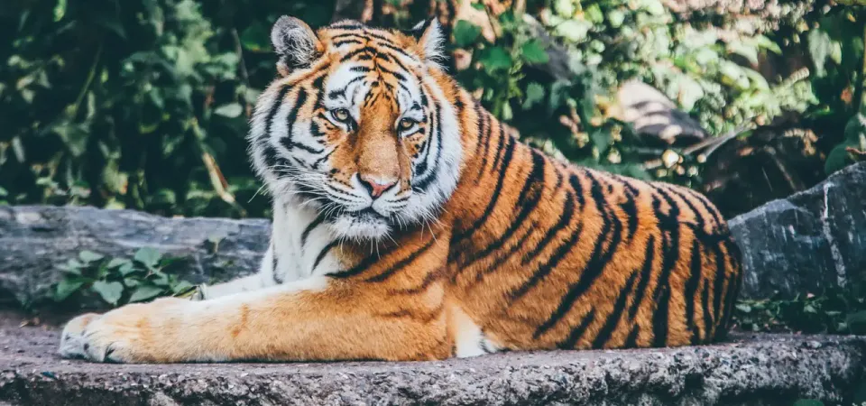 Primary image of Tiger Kingdom Ticket in Phuket with Transfers tour